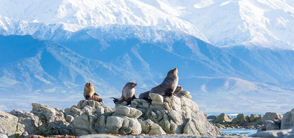 16 Day New Zealand Wildlife Encounters