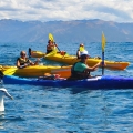 albatross 1