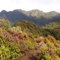 mt pirongia