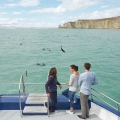 kaikoura1